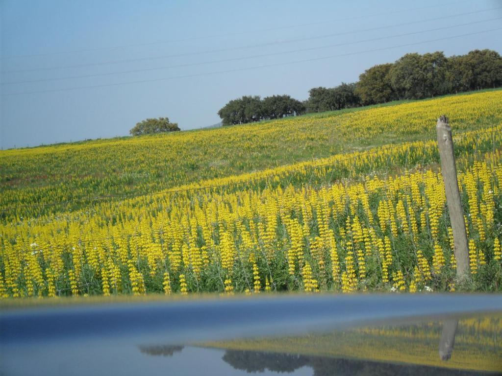 Casa Verde Ferreira Do Alentejo Εξωτερικό φωτογραφία